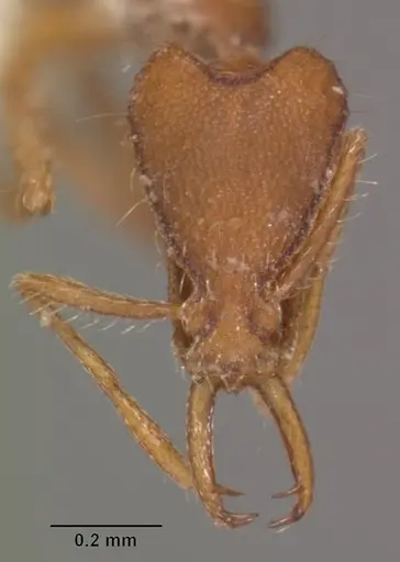 Strumigenys liukueiensis specimen