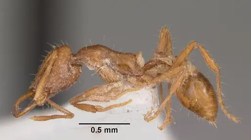 Strumigenys liukueiensis specimen