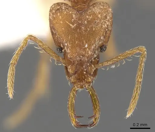 Strumigenys londianensis specimen