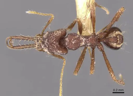 Strumigenys longimala specimen