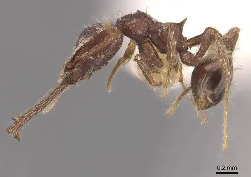 Strumigenys longimala specimen