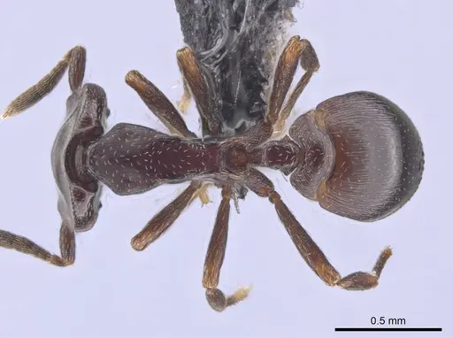 Strumigenys longinoi specimen