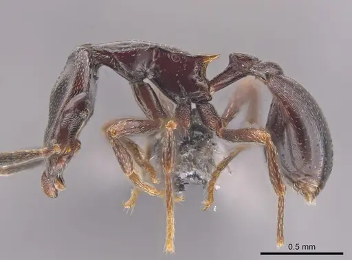 Strumigenys longinoi specimen