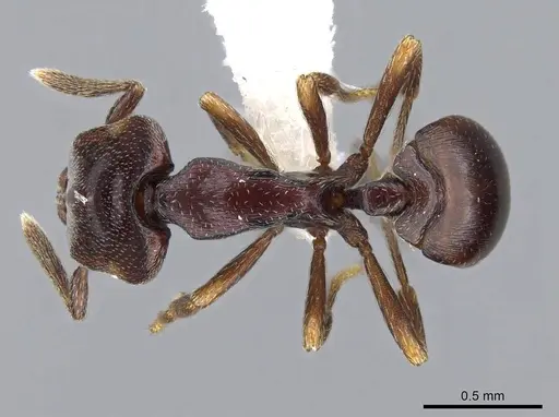 Strumigenys longinoi - INBIOCRI001282478