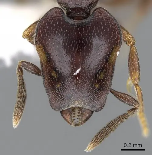 Strumigenys longinoi - INBIOCRI001282478