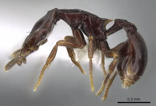 Strumigenys longinoi - INBIOCRI001282478