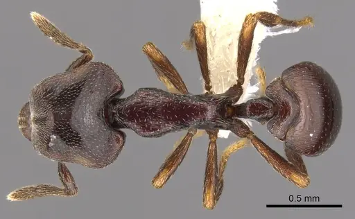 Strumigenys longinoi - INBIOCRI001282480