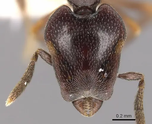 Strumigenys longinoi - INBIOCRI001282480