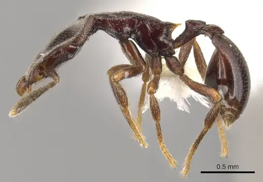 Strumigenys longinoi - INBIOCRI001282480