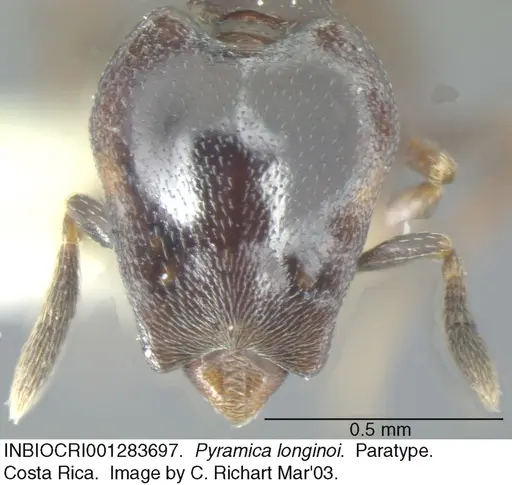 Strumigenys longinoi - INBIOCRI001283697