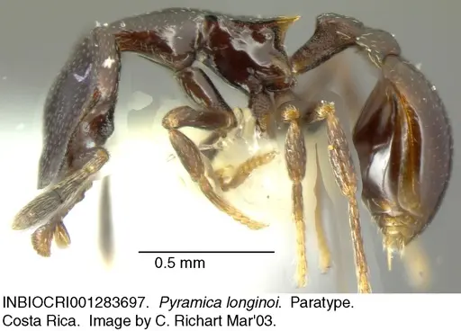 Strumigenys longinoi - INBIOCRI001283697