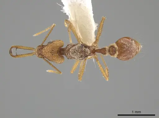 Strumigenys longispinosa specimen