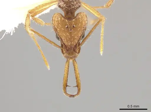 Strumigenys longispinosa specimen