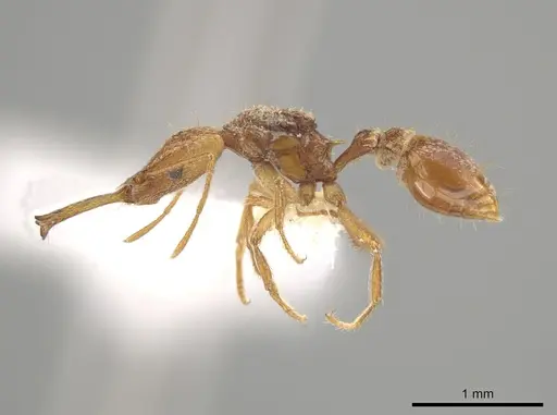 Strumigenys longispinosa specimen