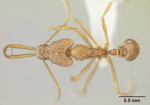 Strumigenys longispinosa - INBIOCRI001283440