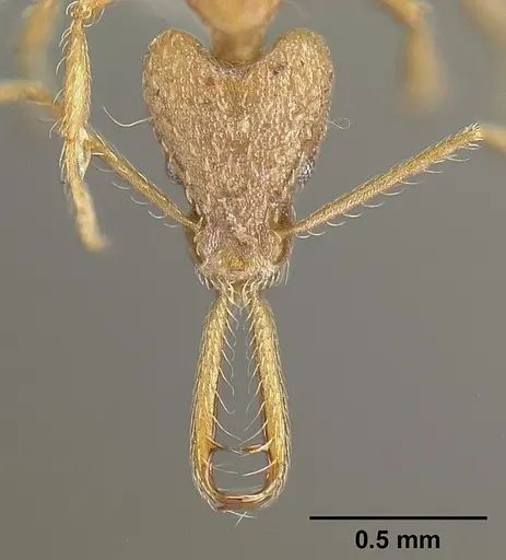 Strumigenys longispinosa - INBIOCRI001283440