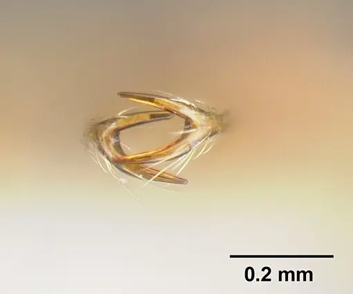 Strumigenys longispinosa - INBIOCRI001283440