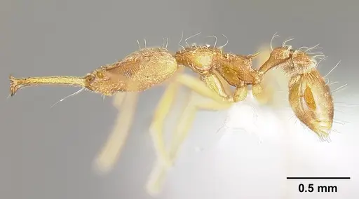 Strumigenys longispinosa - INBIOCRI001283440