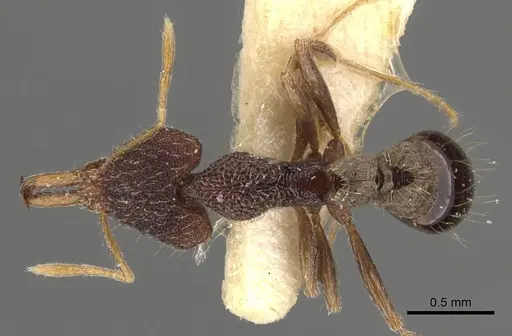 Strumigenys lopotyle specimen