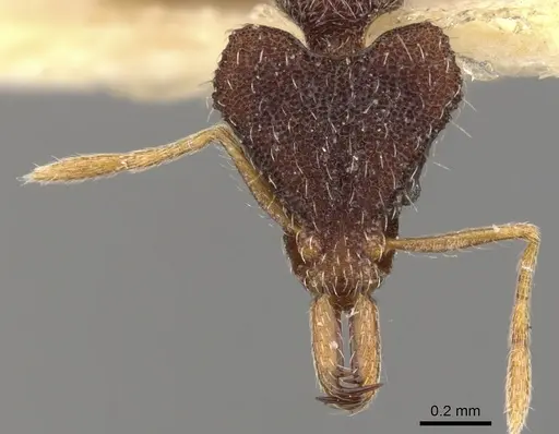 Strumigenys lopotyle specimen