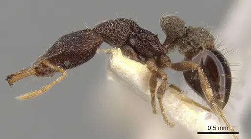 Strumigenys lopotyle specimen