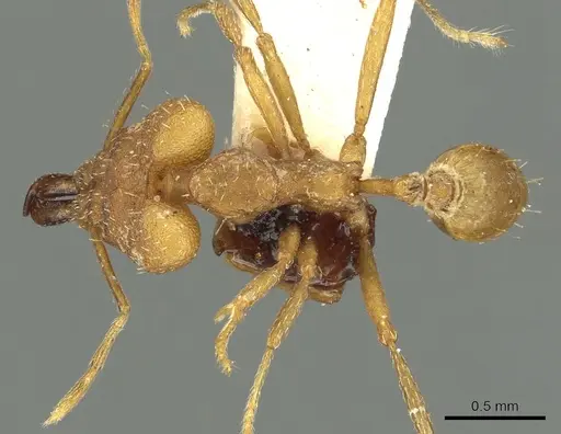 Strumigenys loriae specimen