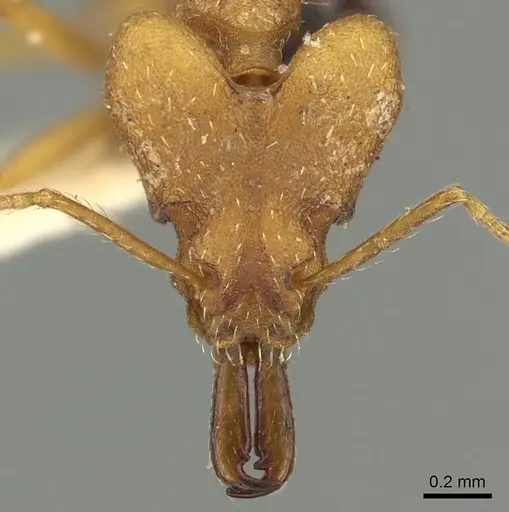 Strumigenys loriae specimen