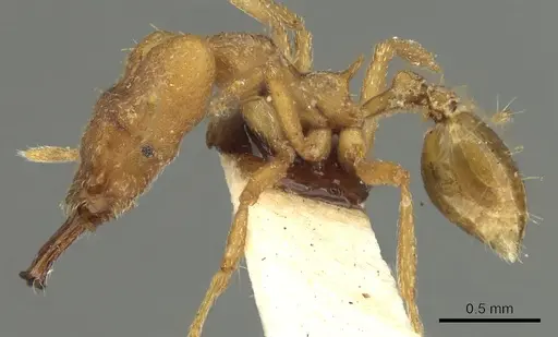 Strumigenys loriae specimen