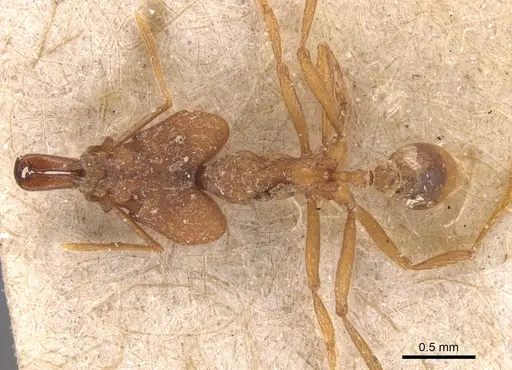 Strumigenys loriae - CASENT0904942