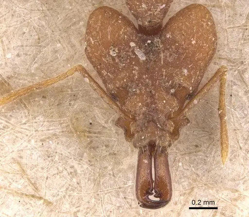 Strumigenys loriae - CASENT0904942