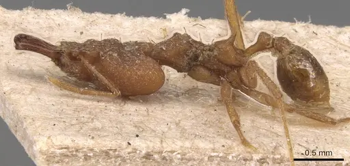 Strumigenys loriae - CASENT0904942