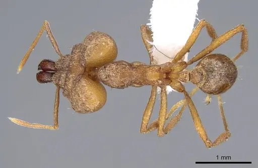 Strumigenys loriae - CASENT0914842