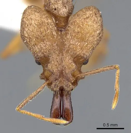 Strumigenys loriae - CASENT0914842