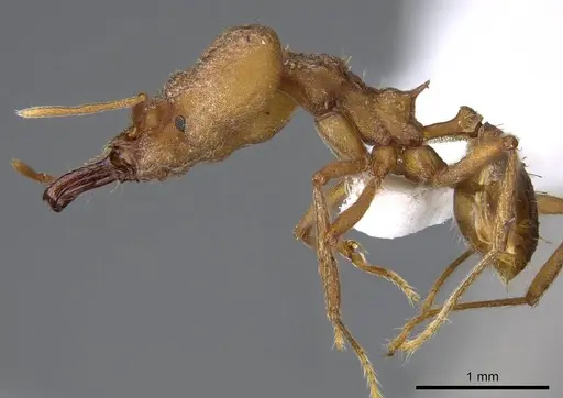 Strumigenys loriae - CASENT0914842