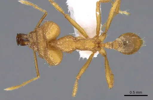 Strumigenys loriae - CASENT0914843