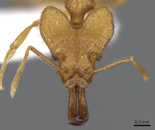 Strumigenys loriae - CASENT0914843