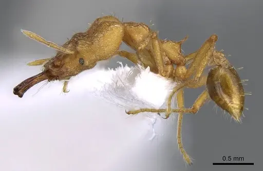 Strumigenys loriae - CASENT0914843