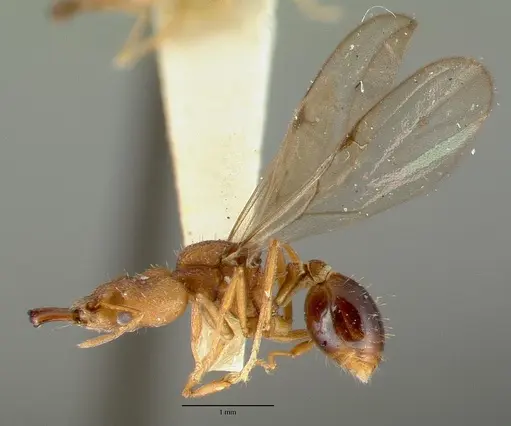 Strumigenys loriae - CASTYPE06953-01