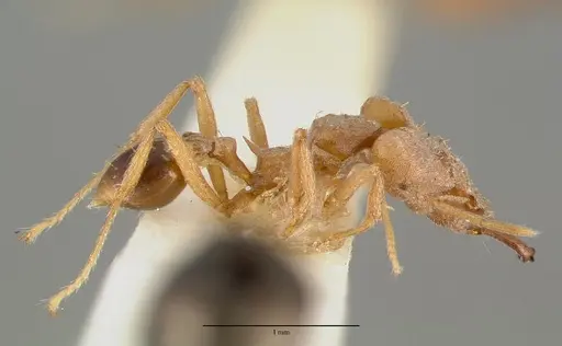 Strumigenys loriae - CASTYPE06953-02