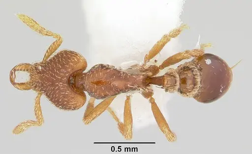 Strumigenys loricata specimen