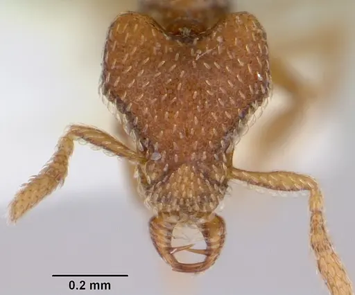 Strumigenys loricata specimen