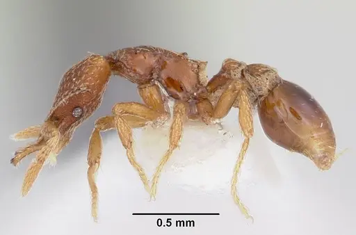 Strumigenys loricata specimen