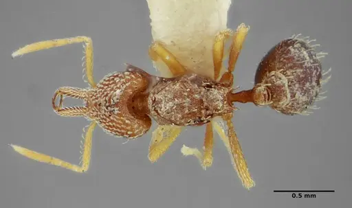 Strumigenys louisianae specimen