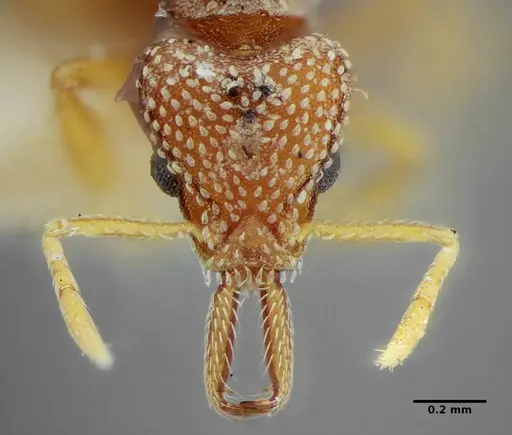 Strumigenys louisianae specimen