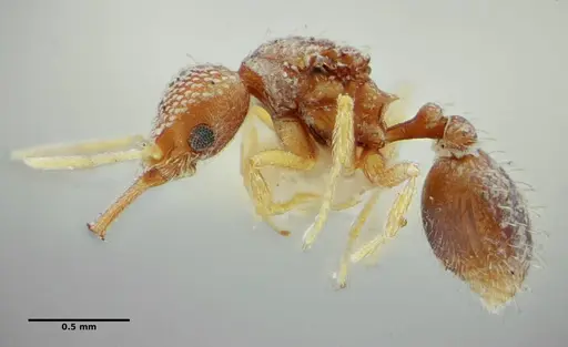 Strumigenys louisianae - ANTWEB1038232