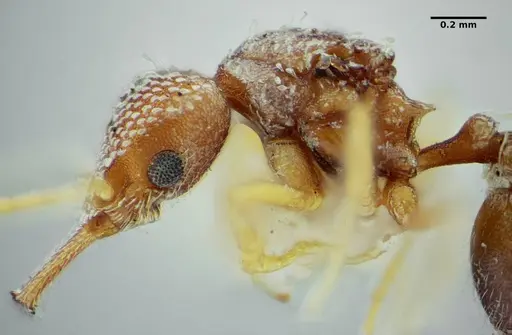 Strumigenys louisianae - ANTWEB1038232