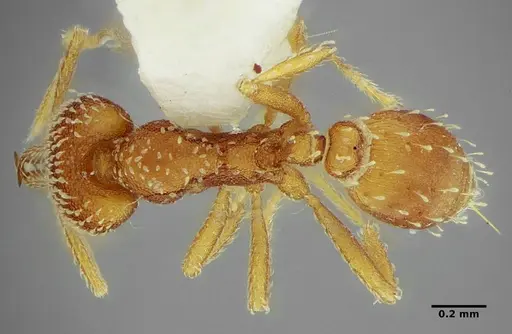 Strumigenys louisianae - ANTWEB1038234