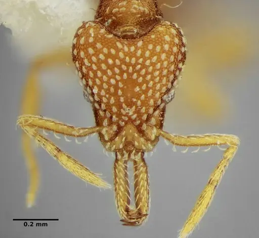Strumigenys louisianae - ANTWEB1038234