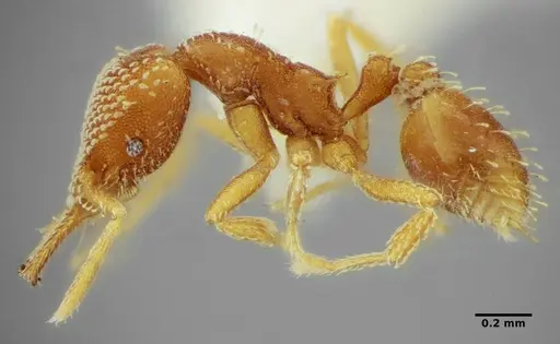 Strumigenys louisianae - ANTWEB1038234