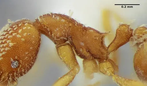 Strumigenys louisianae - ANTWEB1038234